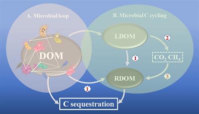 Editorial: Carbon storage by marine microorganisms for carbon neutrality